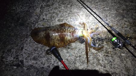 今シーズンもなんとか大型ゲット