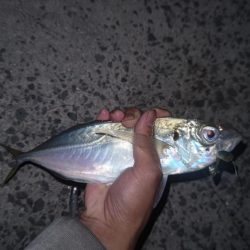 尺アジとタチウオ