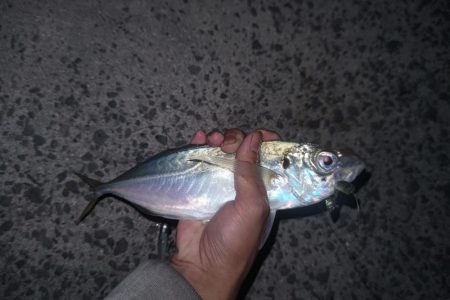 尺アジとタチウオ