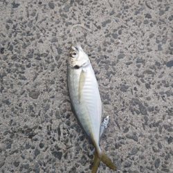 尺アジ狙い