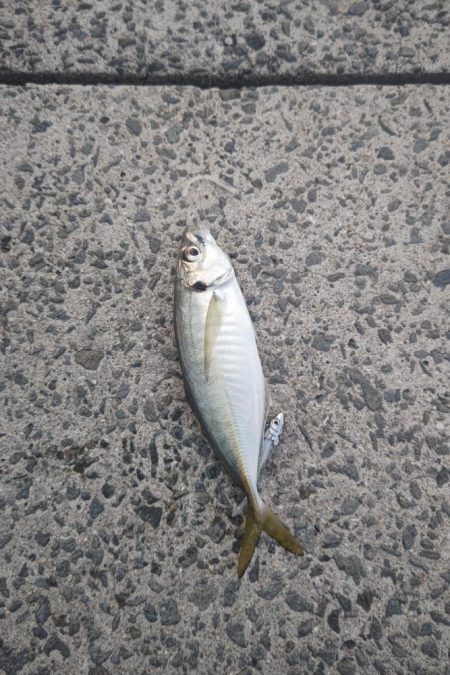 尺アジ狙い