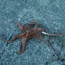 オクトパッシング