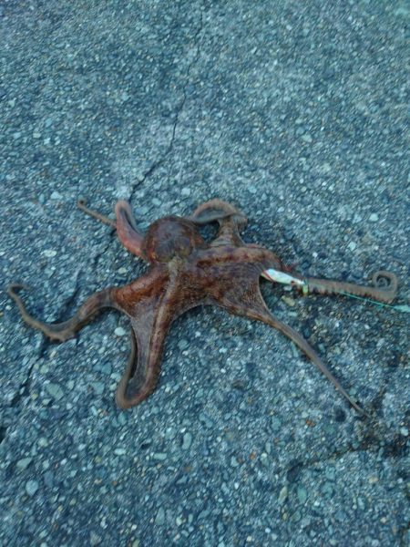 オクトパッシング