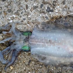 久しぶりにアオリゲット