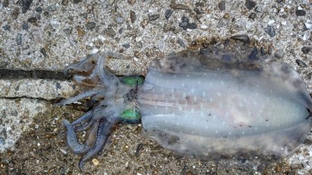 久しぶりにアオリゲット