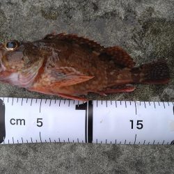 久しぶりの気持ち良い釣果