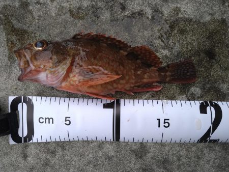 久しぶりの気持ち良い釣果