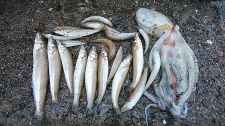 僅かな時合いを捉える事が出来ました