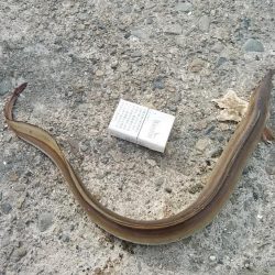 思わぬ大物が釣れました