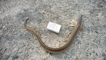 思わぬ大物が釣れました