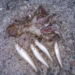 キス仕掛でタコが釣れました