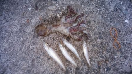 キス仕掛でタコが釣れました