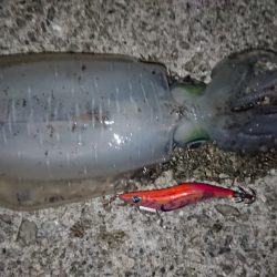 記録更新ならず！