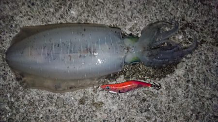 記録更新ならず！