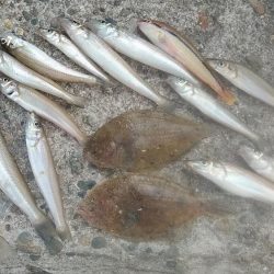 潮が動かない播磨新島