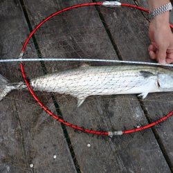 大サゴシとドラゴンタチウオキャッチ、サワラはバラシ