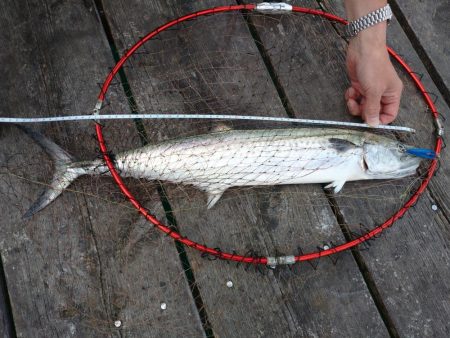 大サゴシとドラゴンタチウオキャッチ、サワラ…