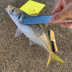 尺鯵自己記録更新