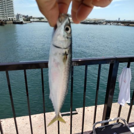 ファミリーフィッシング