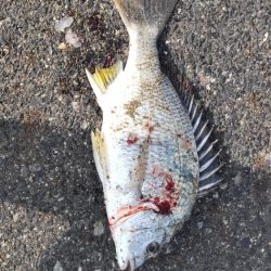 塩焼きサイズのキビレ