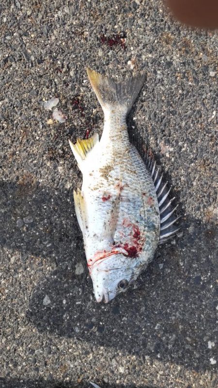 塩焼きサイズのキビレ