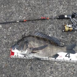 チヌはよくひく