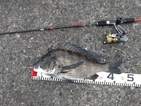 チヌはよくひく