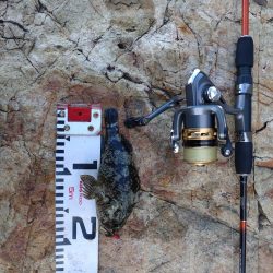 のんびりライトゲーム