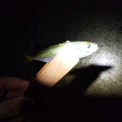 夏の夜のサビキ