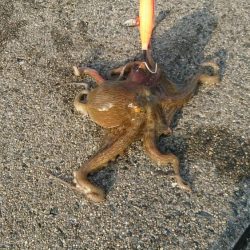 タコ釣り2回目