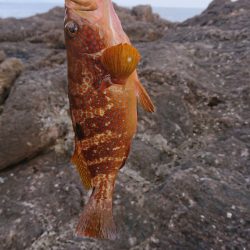 ロックフィッシュ