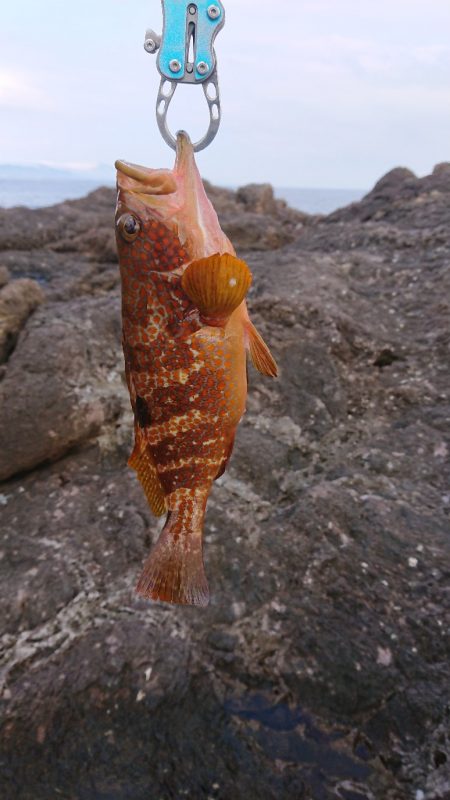 ロックフィッシュ