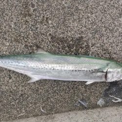 サゴシきたぁ～