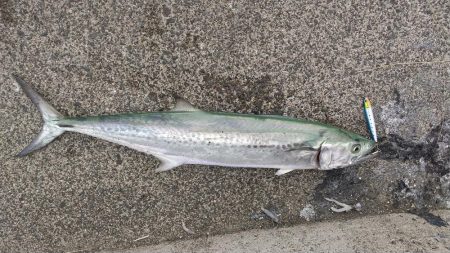 サゴシきたぁ～