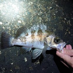 なぜか良型メバル?