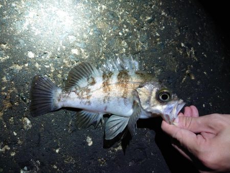なぜか良型メバル?