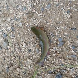 暑い中でのニジマス釣り