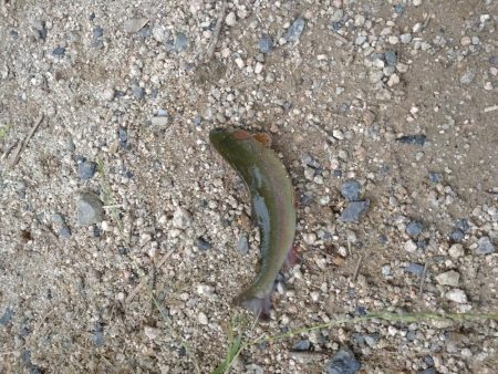 暑い中でのニジマス釣り