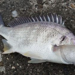 デイチニング初釣果