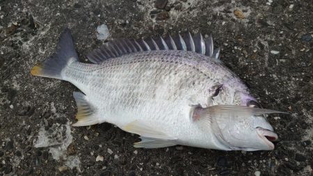 デイチニング初釣果