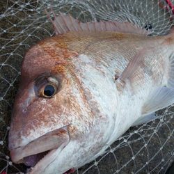 初ショアレッド