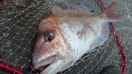 初ショアレッド