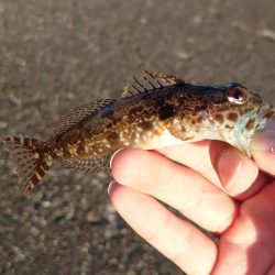 鱒レンジャー入魂