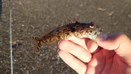 鱒レンジャー入魂