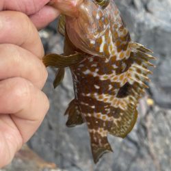 アコウ　リベンジ