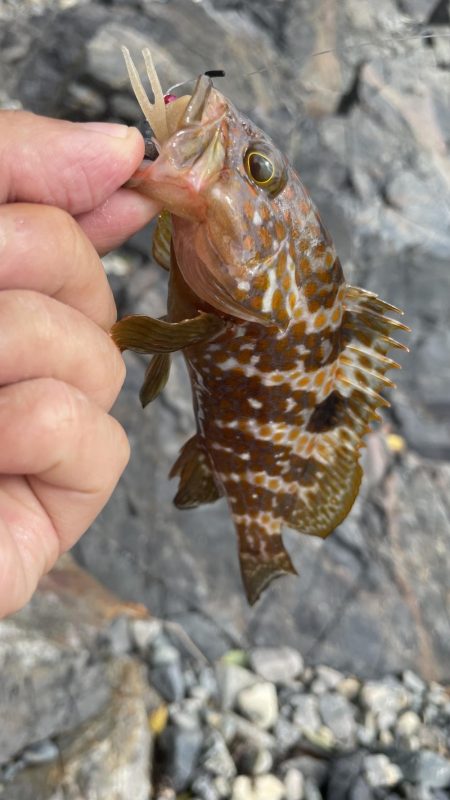 アコウ　リベンジ