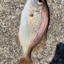 ルアー釣り2匹目