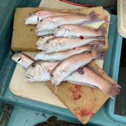 橘沖でシロアマダイ