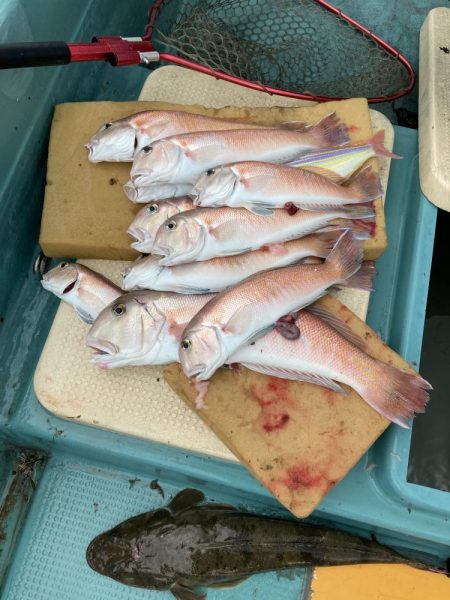 橘沖でシロアマダイ