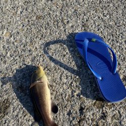 キス狙いが、結果コブダイ